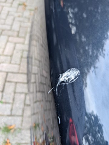 vogelpoep verwijderen van de autolak